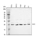 Anti-Bax Antibody Picoband® Boster Bio