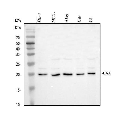 Anti-Bax Antibody Picoband® Boster Bio