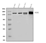 Anti-NCAM1 Antibody Picoband® Boster Bio