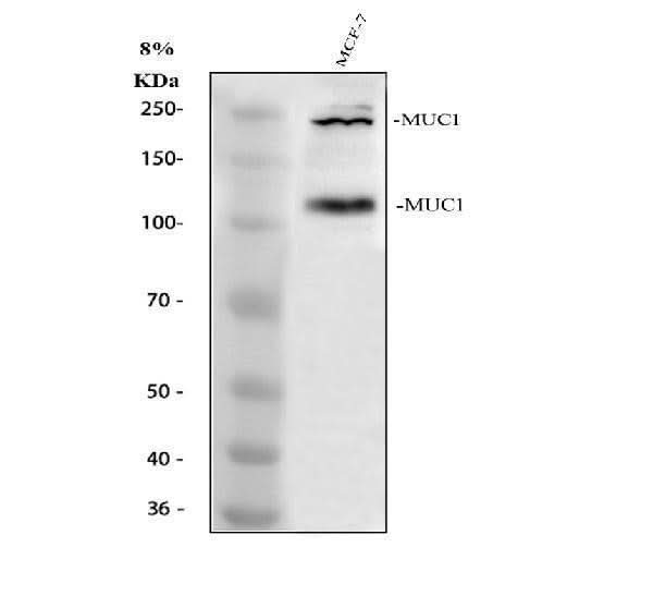 Anti-MUC1 Antibody Picoband® Boster Bio