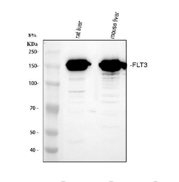 Anti-Flt3/CD135 Antibody Picoband® Boster Bio