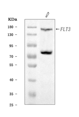 Anti-CD135/FLT3 Antibody Picoband® Boster Bio