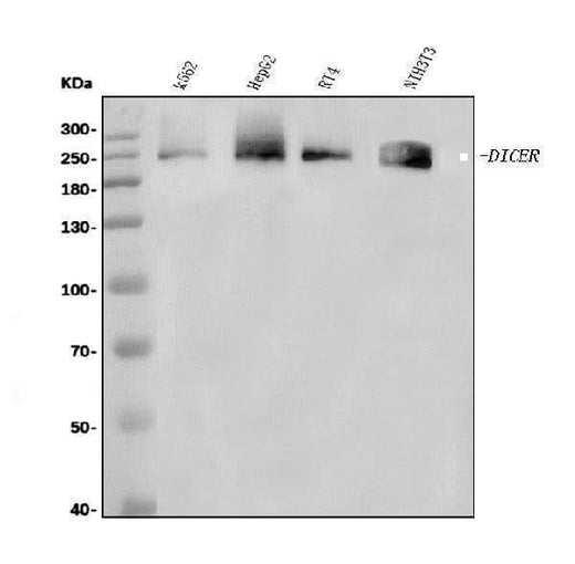Anti-Dicer/DICER1 Antibody Picoband® Boster Bio