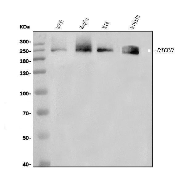 Anti-Dicer/DICER1 Antibody Picoband® Boster Bio
