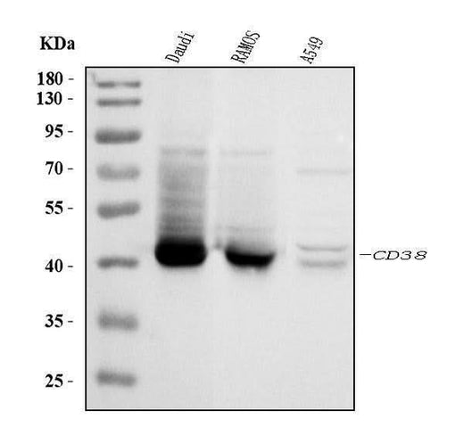 Anti-CD38 Antibody Picoband® Boster Bio