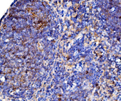 Anti-Cd38 Antibody Boster Bio