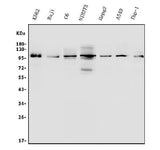 Anti-ITCH/AIP4 Antibody Picoband® Boster Bio