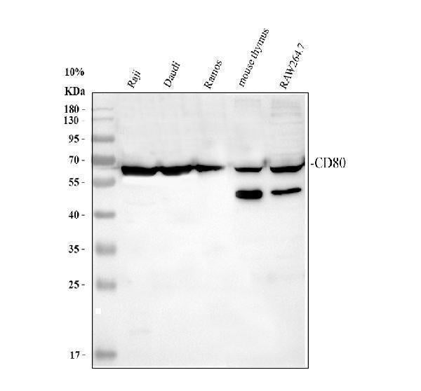Anti-CD80 Antibody Picoband® Boster Bio