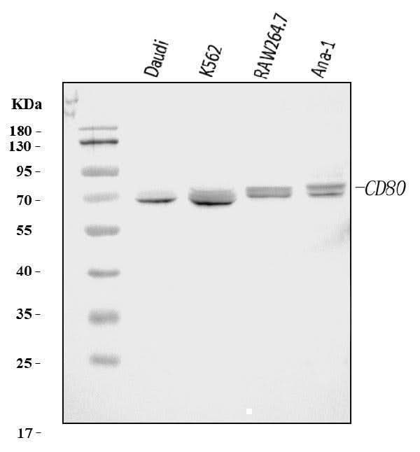 Anti-Cd80 Antibody Picoband® Boster Bio