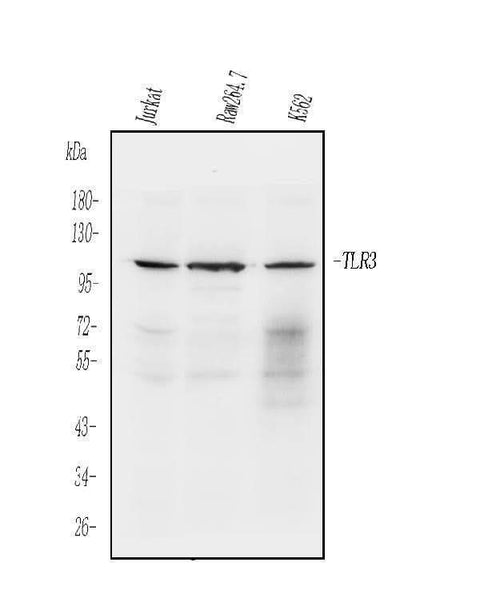 Anti-TLR3 Antibody Picoband® Boster Bio
