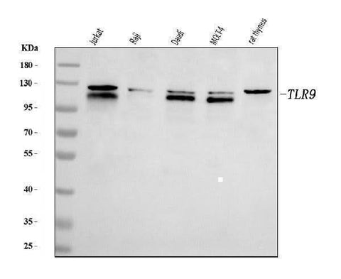Anti-TLR9 Antibody Picoband® Boster Bio