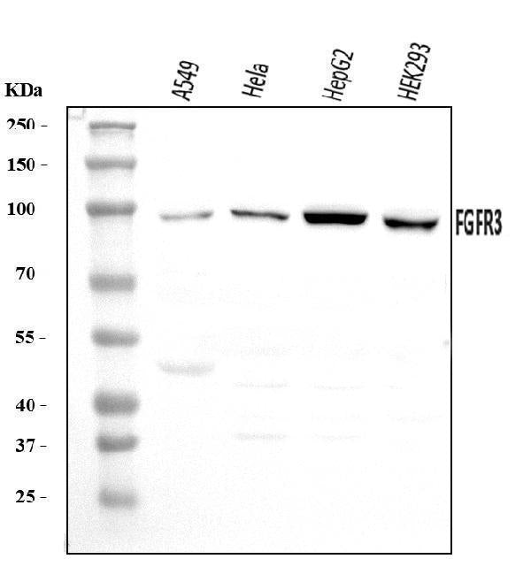 Anti-FGFR3 Antibody Picoband® Boster Bio