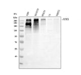 Anti-ATRX Antibody Picoband® Boster Bio