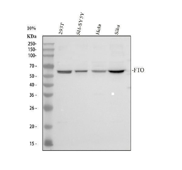 Anti-FTO Antibody Picoband® Boster Bio