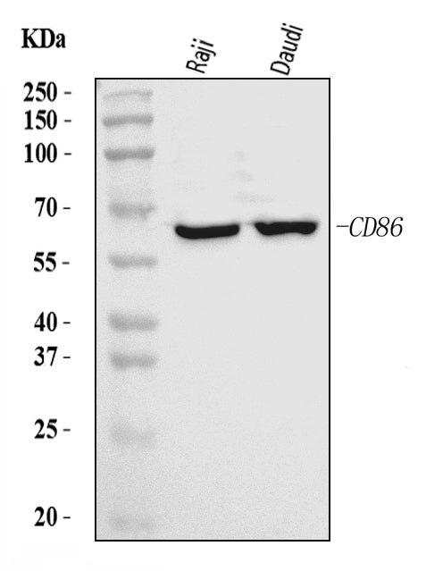 Anti-CD86 Antibody Picoband® Boster Bio