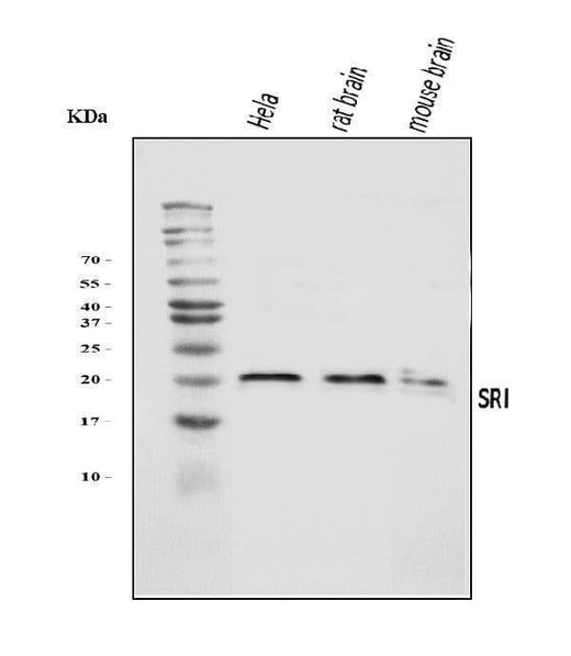Anti-SRI Antibody Picoband® Boster Bio