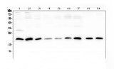 Anti-SRI Antibody Picoband® Boster Bio