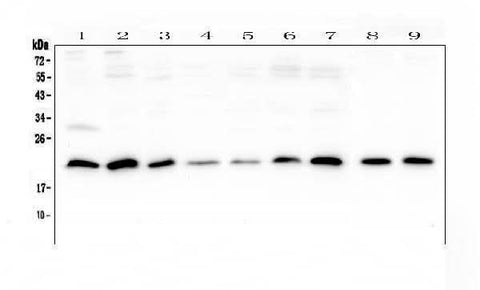 Anti-SRI Antibody Picoband® Boster Bio