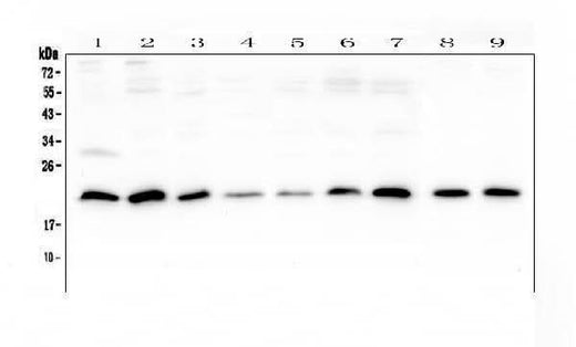 Anti-SRI Antibody Picoband® Boster Bio