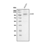 Anti-AHR Antibody Picoband® Boster Bio