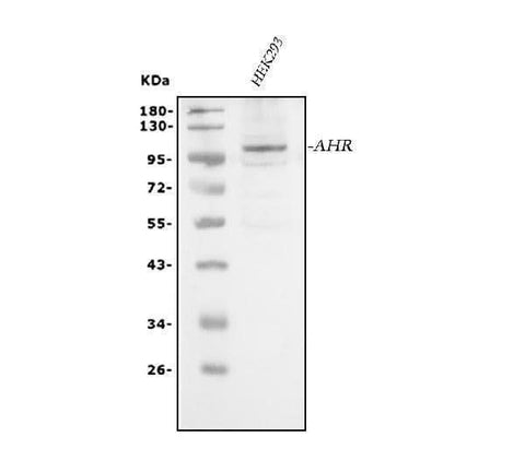 Anti-AHR Antibody Picoband® Boster Bio