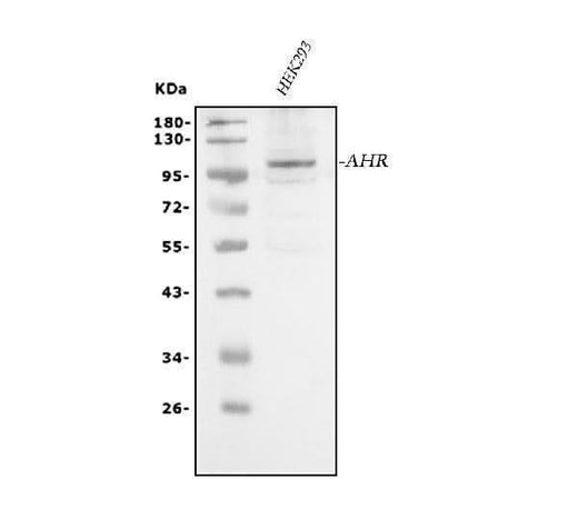 Anti-AHR Antibody Picoband® Boster Bio