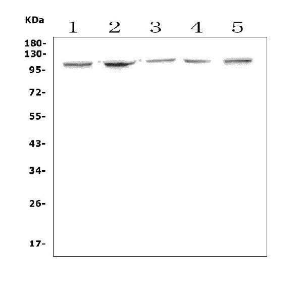 Anti-Aryl hydrocarbon Receptor/Ahr Antibody Picoband® Boster Bio