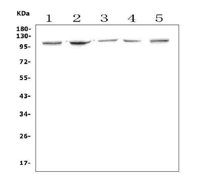 Anti-Aryl hydrocarbon Receptor/Ahr Antibody Picoband® Boster Bio