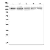 Anti-AXL Antibody Picoband® Boster Bio