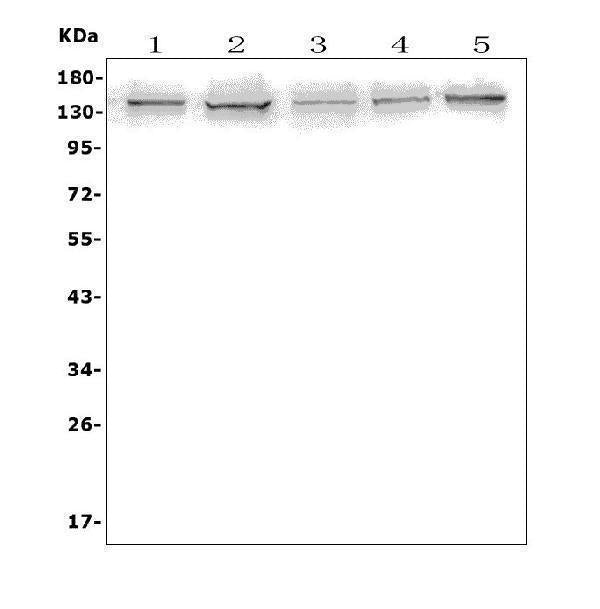 Anti-AXL Antibody Picoband® Boster Bio