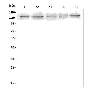 Anti-AXL Antibody Picoband® Boster Bio