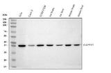 Anti-GAPDH Antibody Picoband® Boster Bio