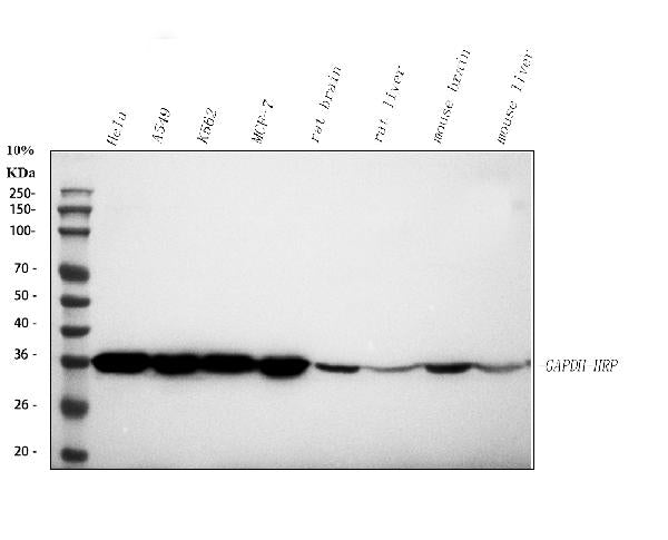 Anti-GAPDH Antibody Picoband® (HRP) Boster Bio