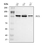 Anti-Nucleolin/NCL Antibody Picoband® Boster Bio