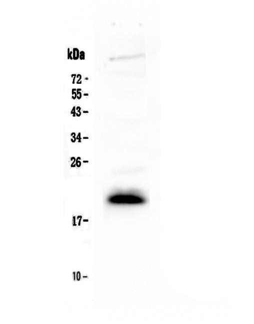 Anti-IL4 Antibody Picoband® Boster Bio