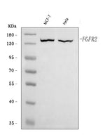 Anti-FGFR2 Antibody Picoband® Boster Bio