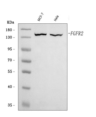 Anti-FGFR2 Antibody Picoband® Boster Bio