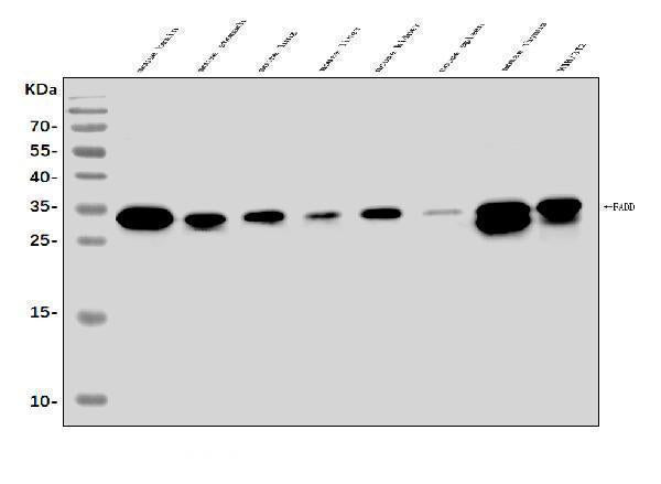Anti-FADD Antibody Picoband® Boster Bio