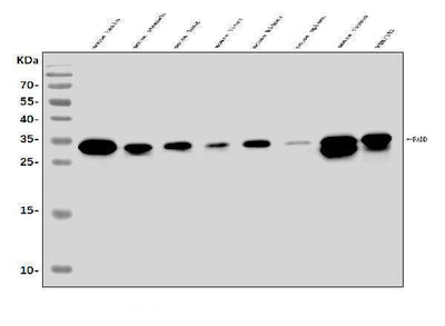 Anti-FADD Antibody Picoband® Boster Bio