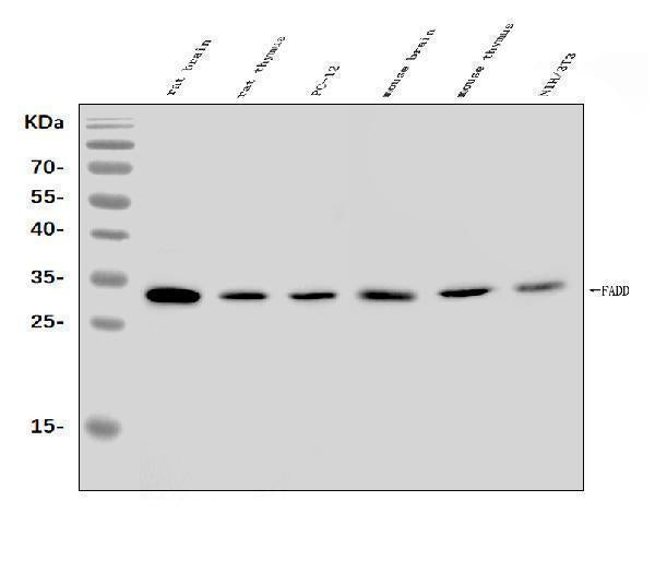 Anti-FADD Antibody Picoband® Boster Bio