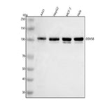 Anti-DDX58/RIG-1 Antibody Picoband® Boster Bio