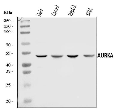 Anti-Aurora A/AURKA Antibody Picoband® Boster Bio