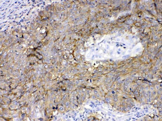 Anti-CD147/Emmprin/BSG Antibody Picoband® Boster Bio