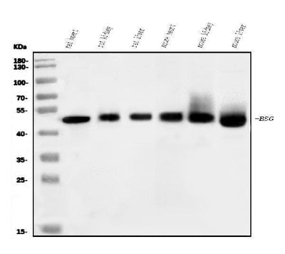 Anti-CD147/Bsg Antibody Picoband® Boster Bio