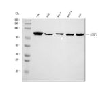 Anti-HSF1 Antibody Picoband® Boster Bio