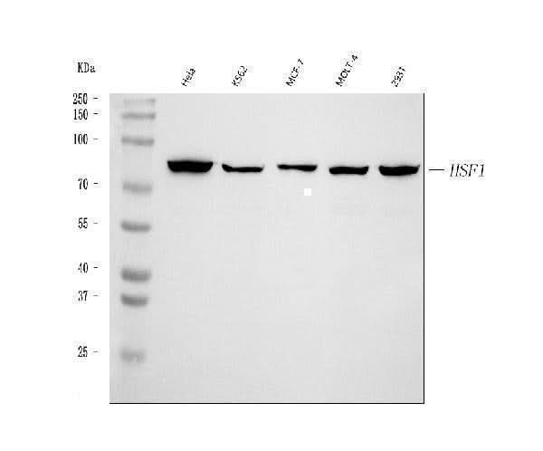 Anti-HSF1 Antibody Picoband® Boster Bio