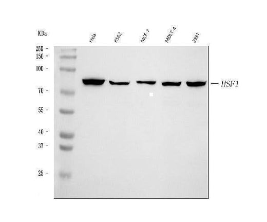 Anti-HSF1 Antibody Picoband® Boster Bio