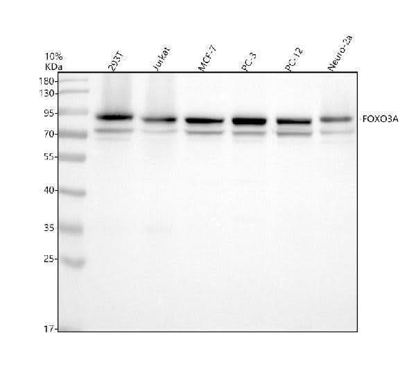 Anti-FOXO3A/FOXO3 Antibody Picoband® Boster Bio