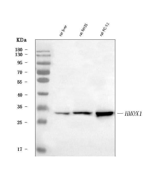 Anti-Heme Oxygenase 1/Hmox1 Antibody Picoband® Boster Bio