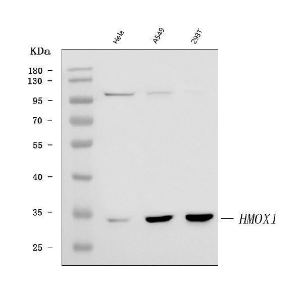 Anti-Heme Oxygenase 1/HMOX1 Antibody Picoband® Boster Bio